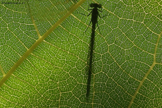 Libellula