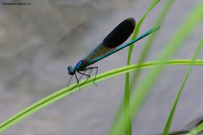 Libellula