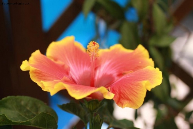 Hibiscus ...la bellazza di un fiore