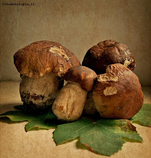 La famiglia Boletus aereus