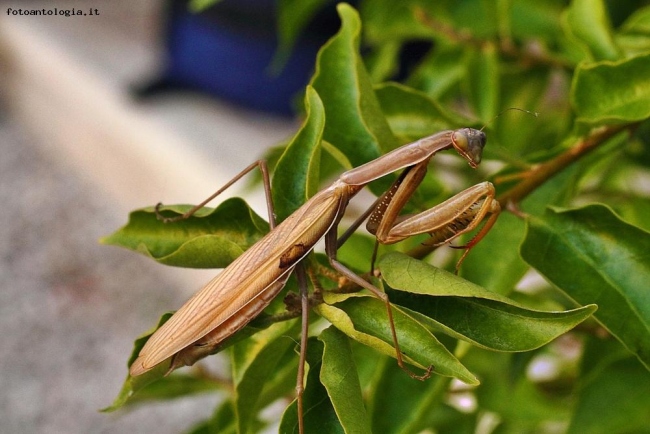 mantide religiosa