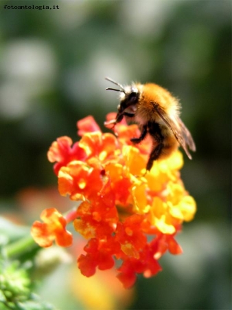 bombo su lantana camara