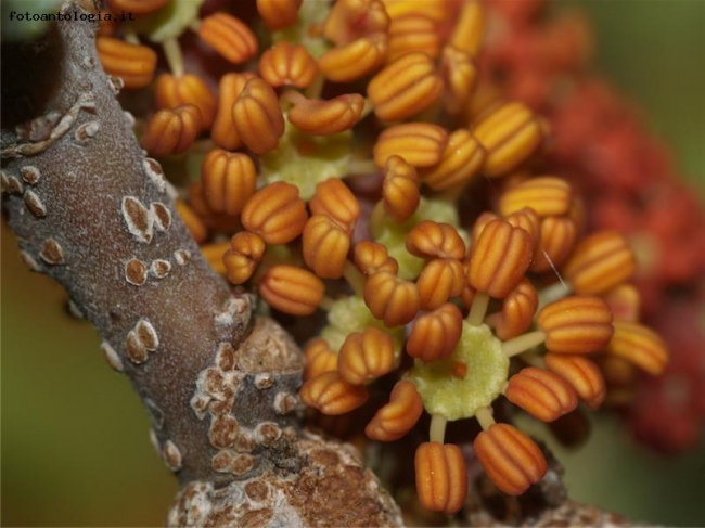 Ceratonia siliqua