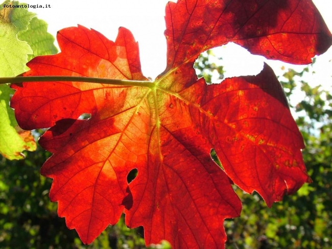 nella luce d'autunno