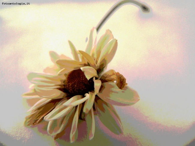 Daisy