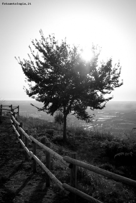 L'albero della luce