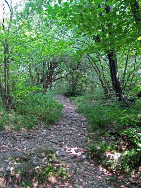 passeggiata a campo dei fiori