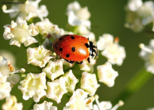 Coccinella