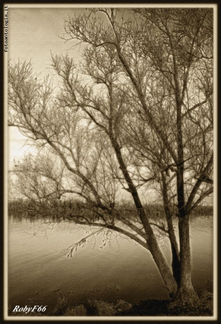 Alberi d'autunno