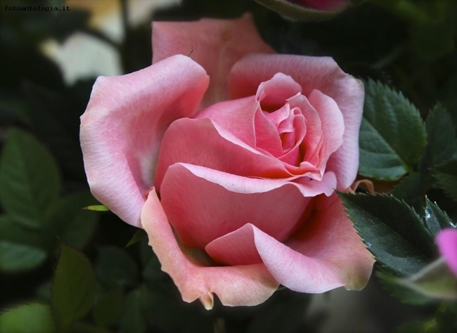 Inside of rose