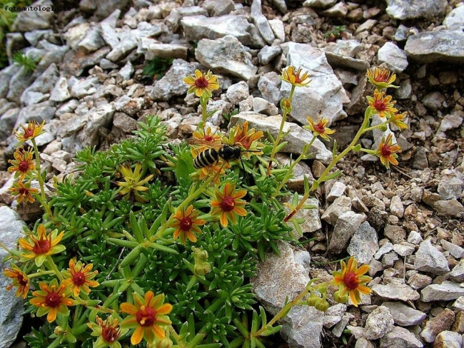 saxifraga aizoides