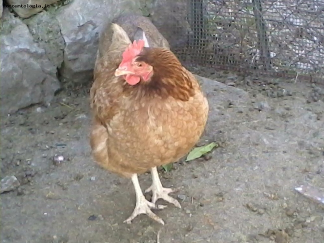 LA MIA GALLINA OVAIOLA