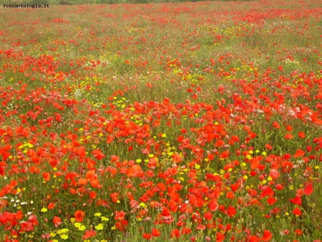 Un mare di fiori