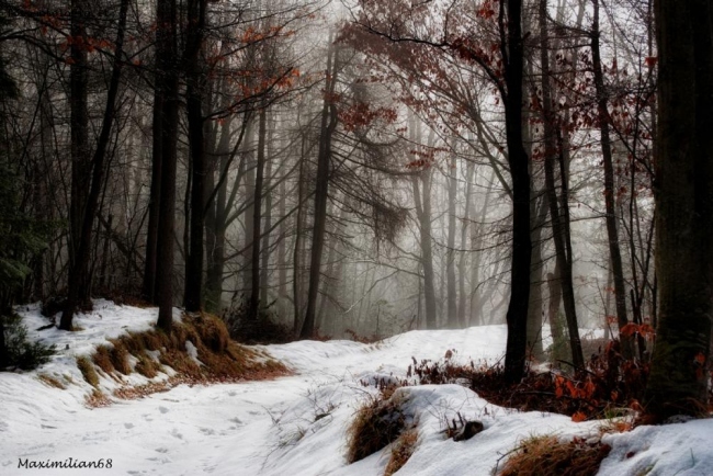 A spasso nel bosco