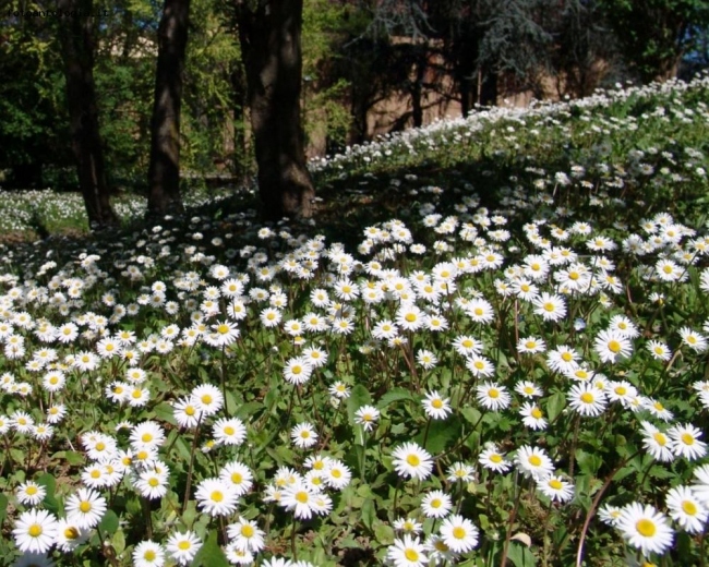 BENVENUTA PRIMAVERA