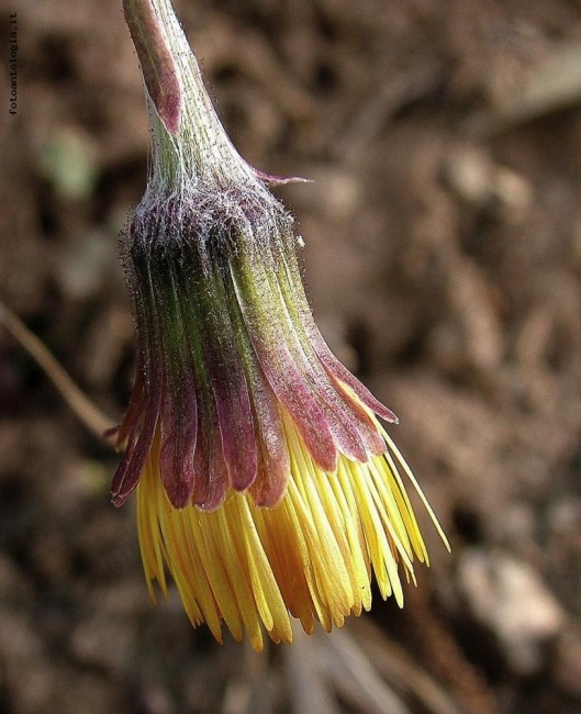 tussilago