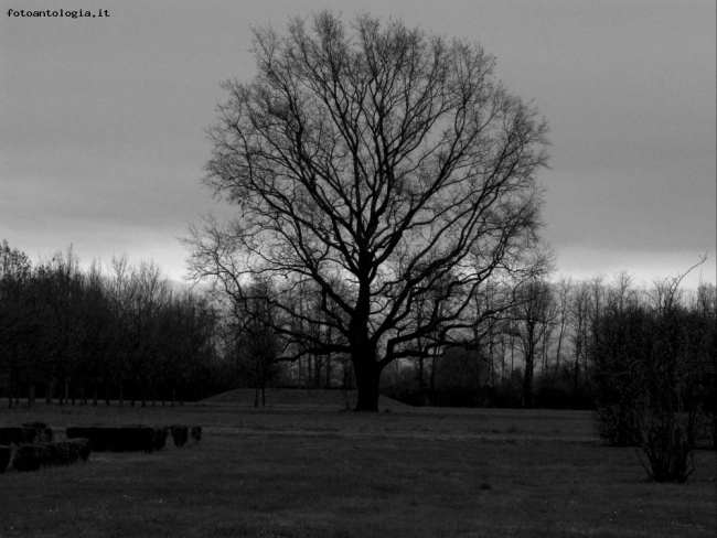 GRIGIA PRIMAVERA