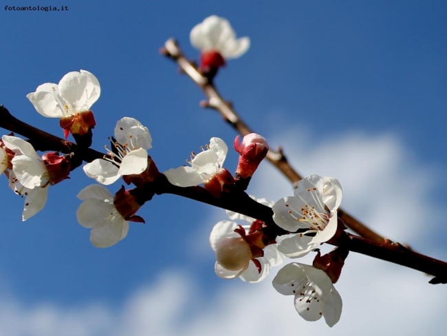 Aspettando la primavera