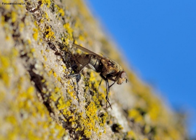 Primo piano mosca