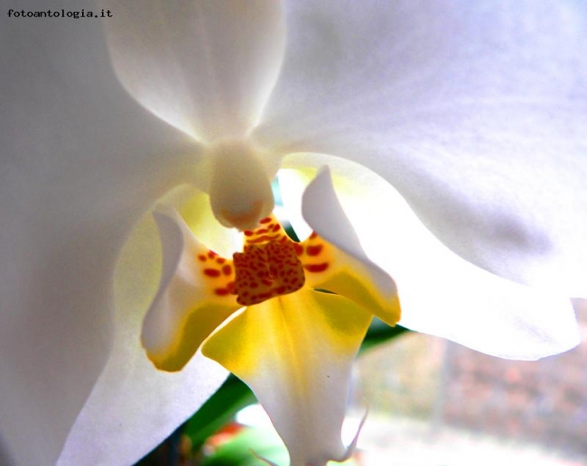 Interno orchidea