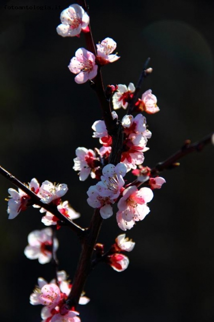 Benvenuta primavera!!