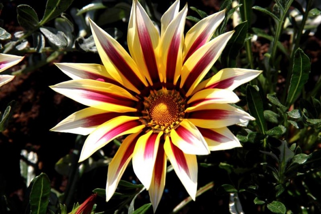 Gazania uniflora