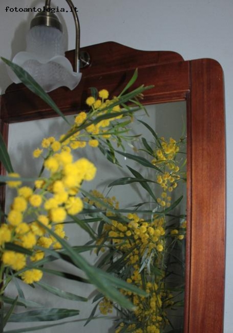 mimosa allo specchio