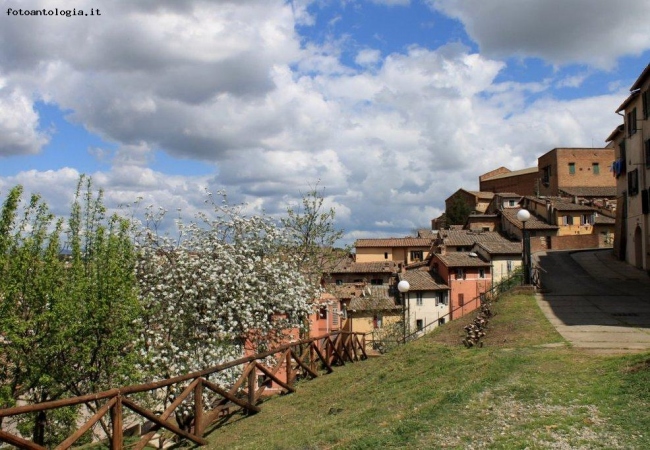 Primavera toscana