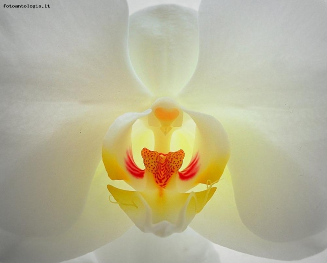 cuore di orchidea