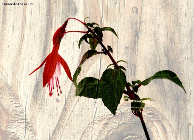 Fuchsia