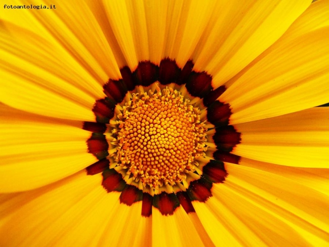 Al centro della Gazania