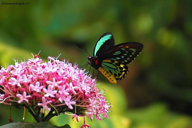 Ornithoptera maschio