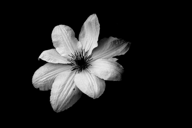 Il fiore bianco