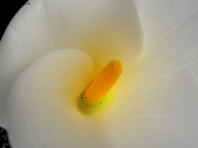 calla luminosa