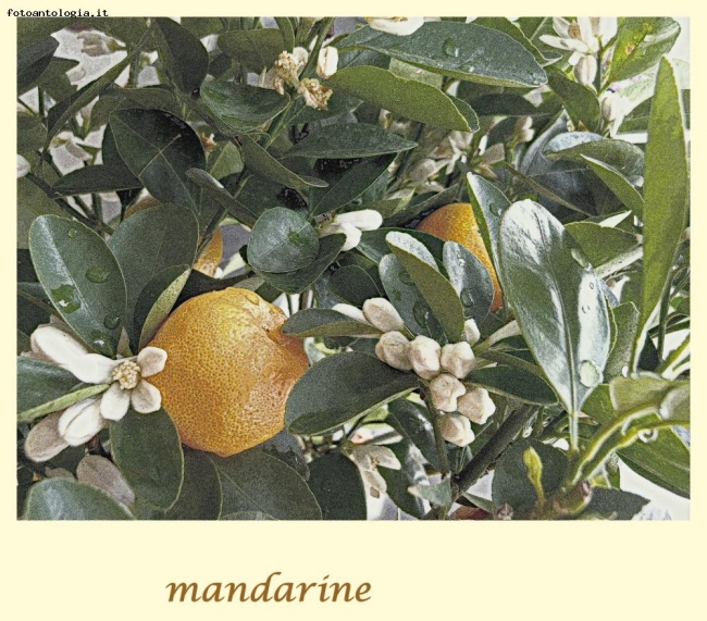 serie botanica -mandarino