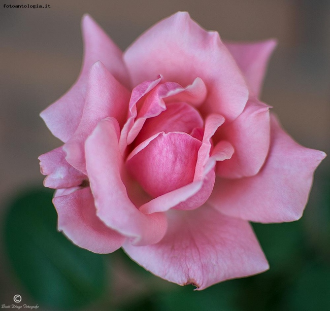 Una rosa per voi. :-)