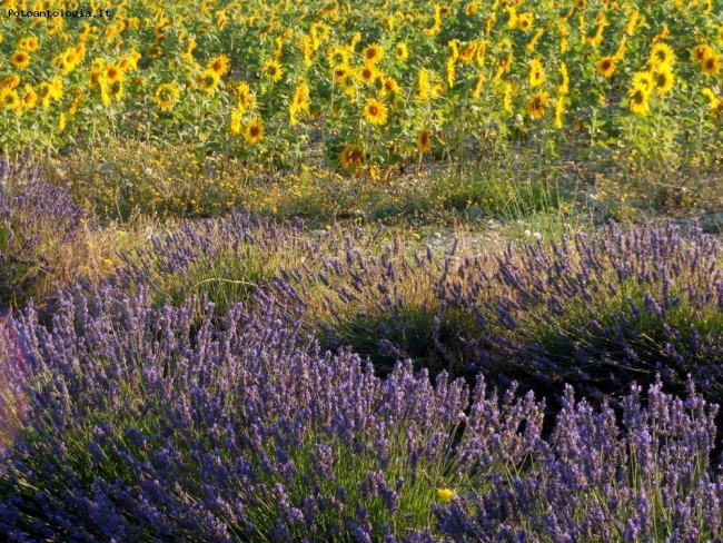 girasoli e lavanda