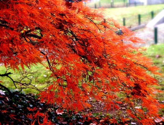 colori di autunno, dolcezza nell'aria