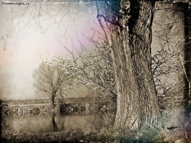 L'albero sulla riva del fiume