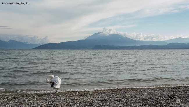 Cigno solitario