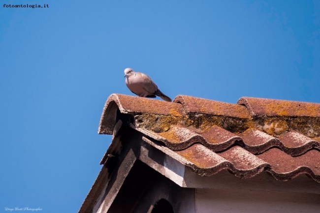 La vedetta sul tetto