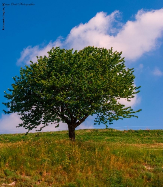 Albero solitario