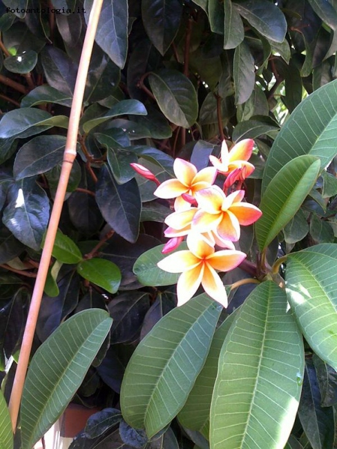 Pianta di pomelie, in Sicilia