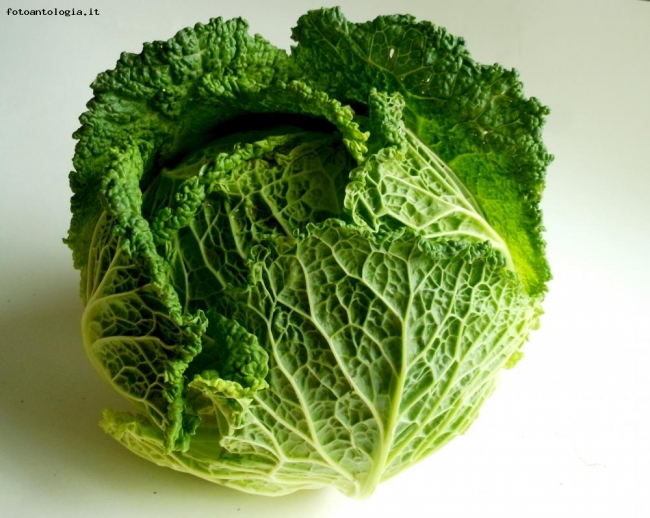 vegetable