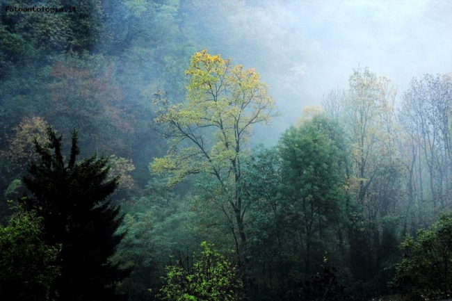 Nebbia mattutina