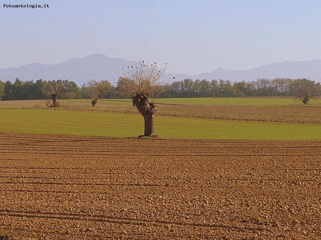 campo arato