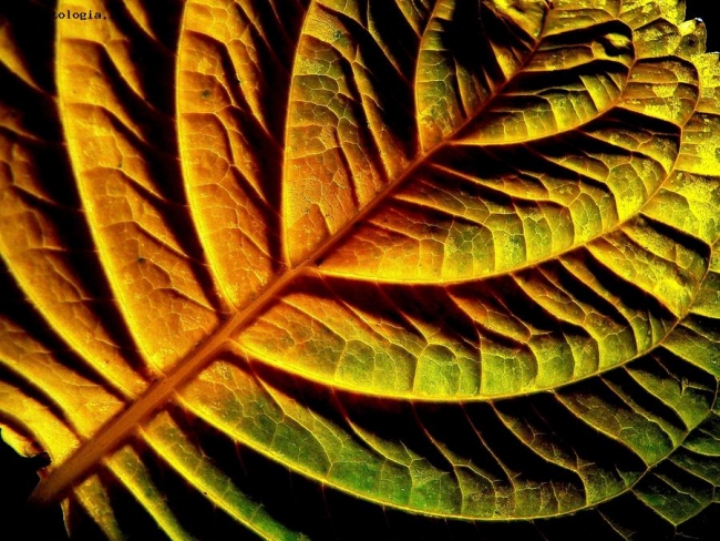 Leaf