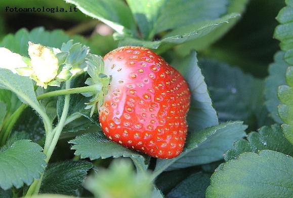 Fragola d'autunno