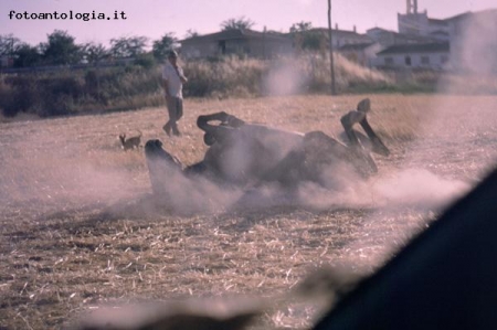 Andalusia - Cavallo si gratta la schiena