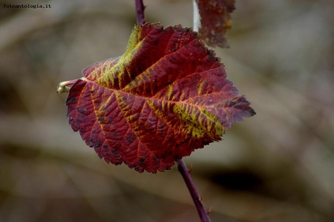 Sfumature